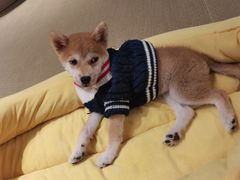 -逗柴咖啡屋·狗咖猫咖宠物桌游