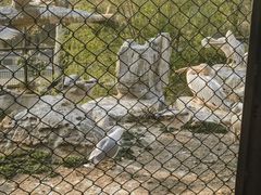 -石家庄市动物园