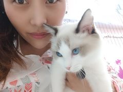 -糯米喵星人·撸猫猫舍咖啡馆(西市场嘉华店)