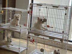 -翊宠yipet猫狗购宠庄园犬舍•猫舍