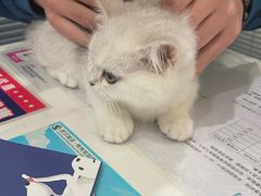 -伟伟宠物医院·CT影像中心·瑞派犬猫综合性门诊(汉口总院)