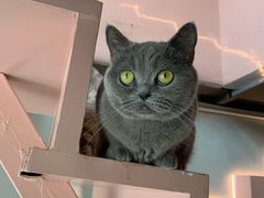 -猫儿山۰猫主题餐厅