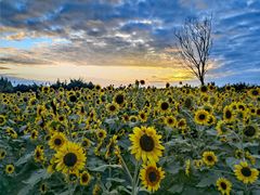 -泗洪洪泽湖湿地景区