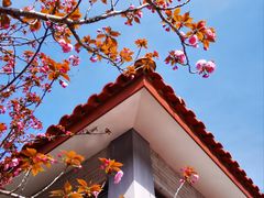 -高东镇樱花园