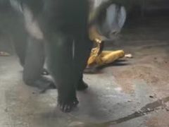 -秦皇岛野生动物园
