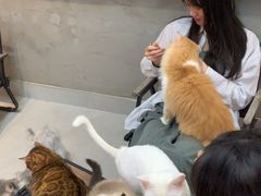 -Heymao猫咖.咖啡厅(东门店)