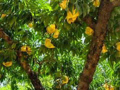 -老袁家蜜桃农场·阳山水蜜桃