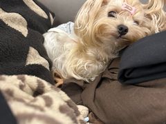 -FAELING PETS美天灵宠物(富力广场店)