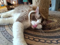 -猫にゃん · 猫的隐藏屋猫咖(麦地旗舰店)