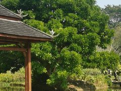-中国科学院西双版纳热带植物园