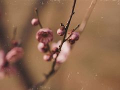 -蜀冈西峰生态公园