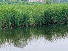 -前关湿地公园