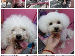 -爱宠屋pet shop·宠物洗澡·宠物美容