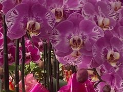 -龙大花卉苗木市场