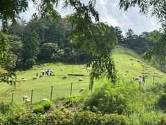 -神户市立六甲山牧场