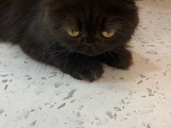 -喵园·猫主题咖啡厅·撸猫·猫咖(国贸店)