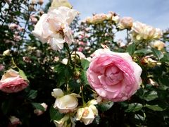 -都江堰玫瑰花溪谷