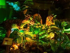 -恐龙探索乐园(磁器口店)