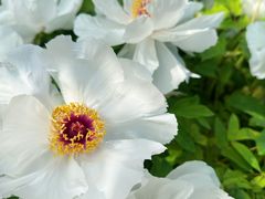-洛阳市隋唐城遗址植物园