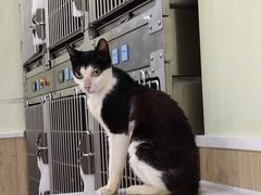-瑞鹏宠物医院·骨科·猫科·内科(第一中心)