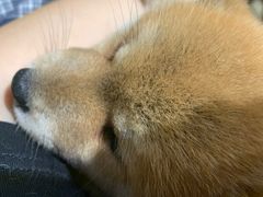 -逗柴咖啡屋·狗咖猫咖宠物桌游