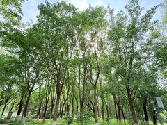 -大兴滨河森林公园