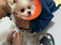 -可蒙动物医院·猫科·骨科中心(首义路店)