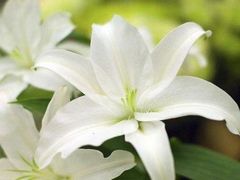 -玫瑰之约(花之语鲜花店)