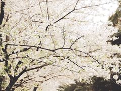 -武汉大学-樱园