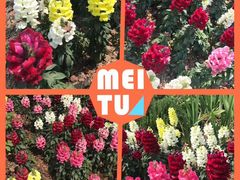 -上海辰山植物园