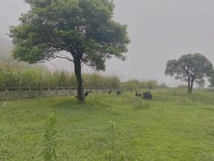 -长沙黑麋峰国家森林公园