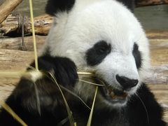 -海南热带野生动植物园