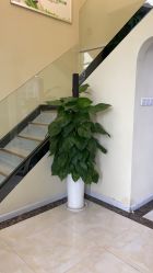 -苗医生草本科技祛痘