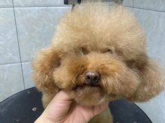 -芭比堂动物医院·24小时·眼科中心(深圳中心)