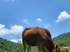 -关山草原