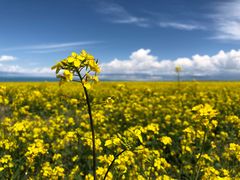 -青海湖国家重点风景名胜区
