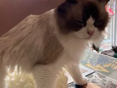 -平行世界·猫咖(首经贸店)