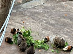 -西霞口神雕山野生动物世界