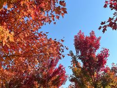 -北京西山国家森林公园