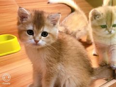 -猫十亿·布偶金渐层·曼基康矮脚猫舍(青年路店)