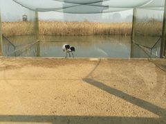 -盐城丹顶鹤湿地生态旅游区