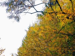 -五营红松林海景区