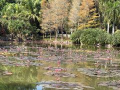 -中国科学院西双版纳热带植物园