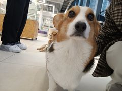 -怪兽屋·羊驼·猫咖·狗咖(俊华广场店)