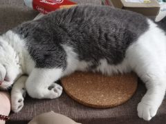 -lincat·猫舍(广州店)