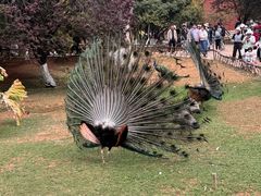 -昆明动物园