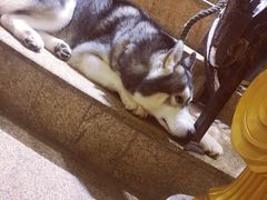 -more than meow吴止猫主题餐厅(承德 中船汇店)