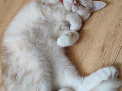 -是阿柴呀！柴犬咖啡·爱喵喵猫咖