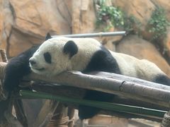 -成都动物园