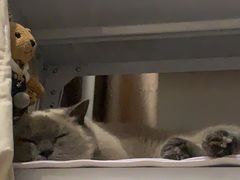 -四月宠物医院·猫专科·心脏专科·内科(转塘店)